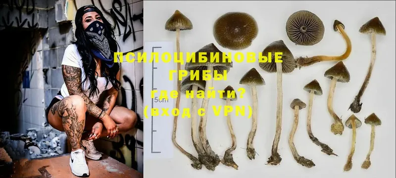 продажа наркотиков  Новоуральск  Галлюциногенные грибы Cubensis 